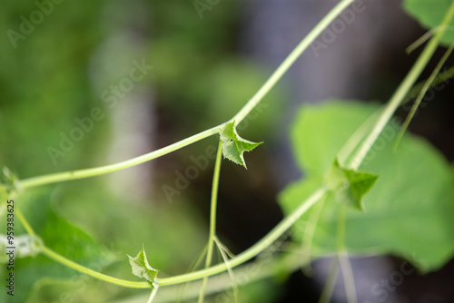 close up of a green leaf