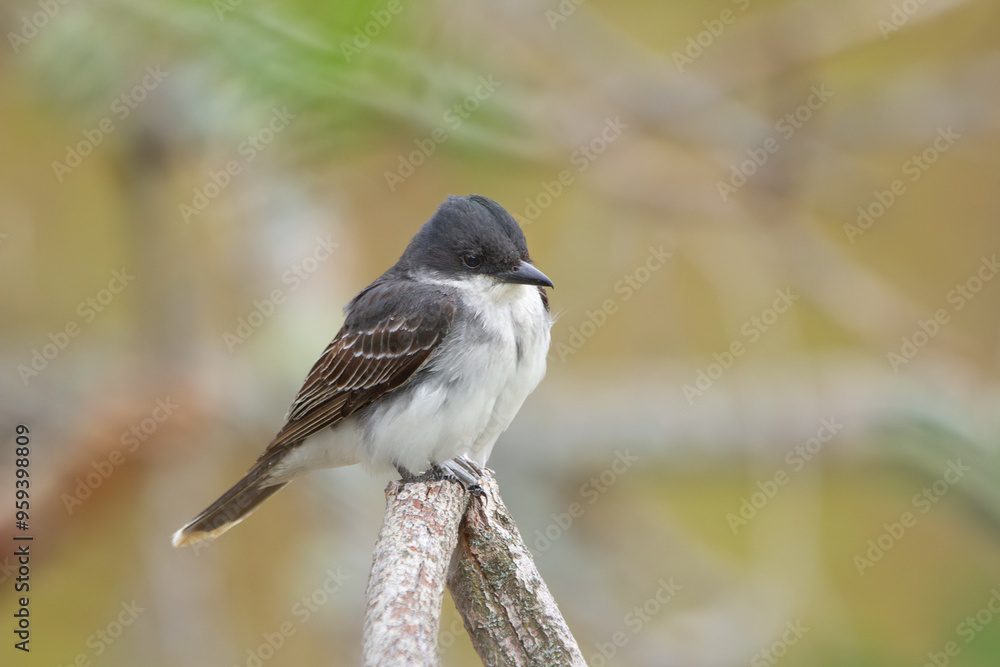 Fototapeta premium Bird Eastern kingbird is sitting on a twig in the autumn park.
