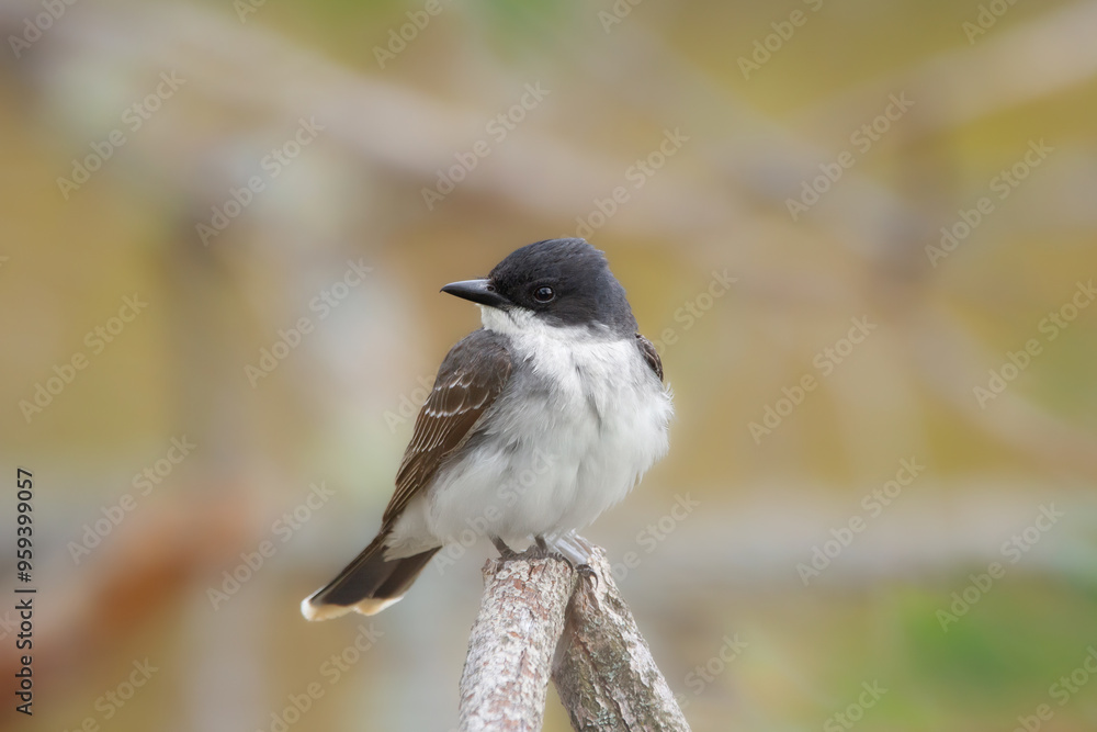 Bird Eastern kingbird is sitting on a twig in the autumn park. Bird Eastern kingbird is sitting on a twig in the autumn park.