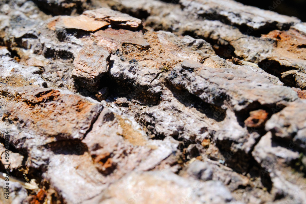 Textured Effect of Cracked Pine tree bark. Close Up shot Tree bark photographed with macro lens. Extreme Close-up. Backgrounds and wallpapers. Background Photography Concepts. Indonesia Textured Effect of Cracked Pine tree bark. Close Up shot Tree bark photographed with macro lens. Extreme Close-up. Backgrounds and wallpapers. Background Photography Concepts. Indonesia