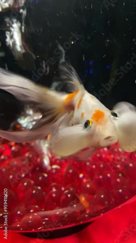 Bubble eyed fish photo