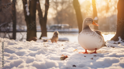 White Embden Christmas Geese Flapping large angel wings in the snow, winter birds pond covered snow frozen waddles aegyptiaca Alopochen goose Egyptian, Adorable pair of ducks enjoying a snowy winter
 photo