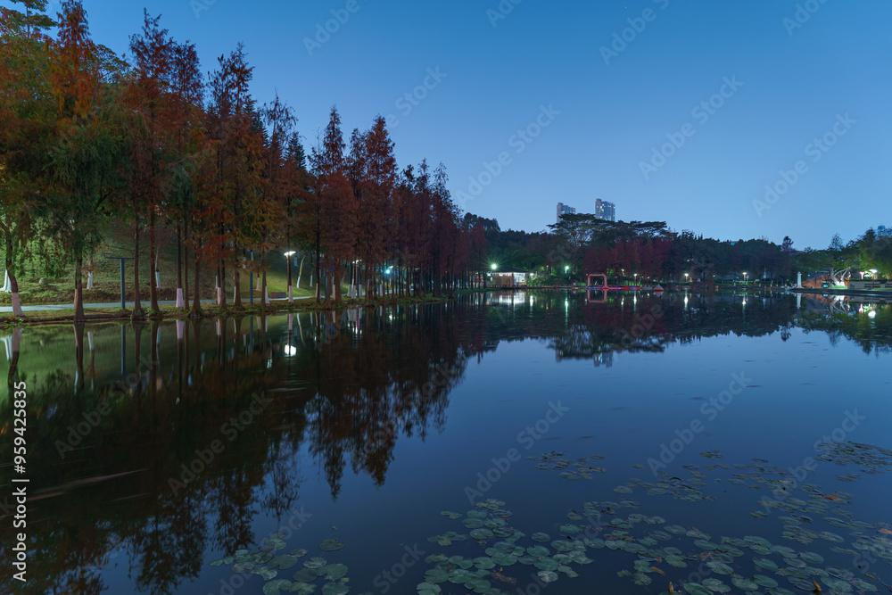 A grove of larch trees along the lake in City Park A grove of larch trees along the lake in City Park