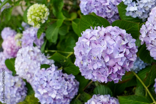 Luso, Portugal. Spring hydrangeas in bloom