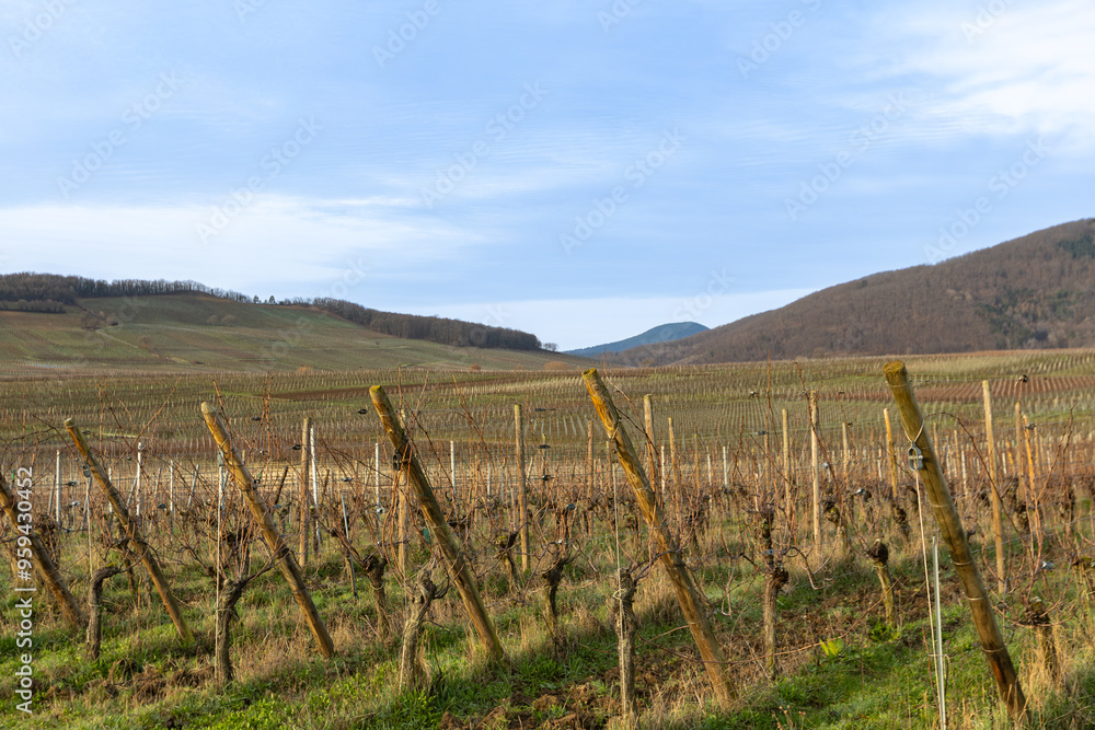 Frosty vineyard view, haze and sun. Frosty vineyard view, haze and sun.