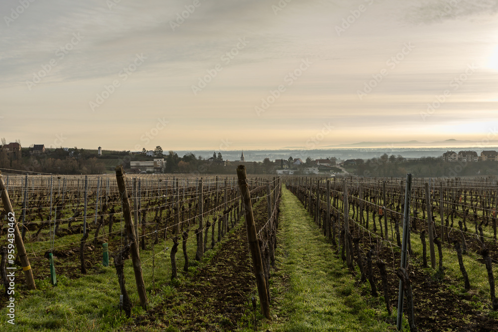Naklejka premium Frosty vineyard view, haze and sun.
