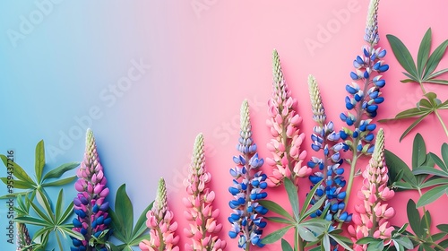 Lupins flowers on pink and blue background