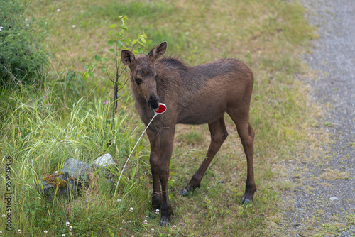 Moose Calf playing with reflector