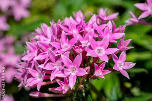 Pink penta flowers photo