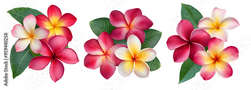 Plumeria, frangipani flowers red ,yellow ,pink  isolated on transparent.