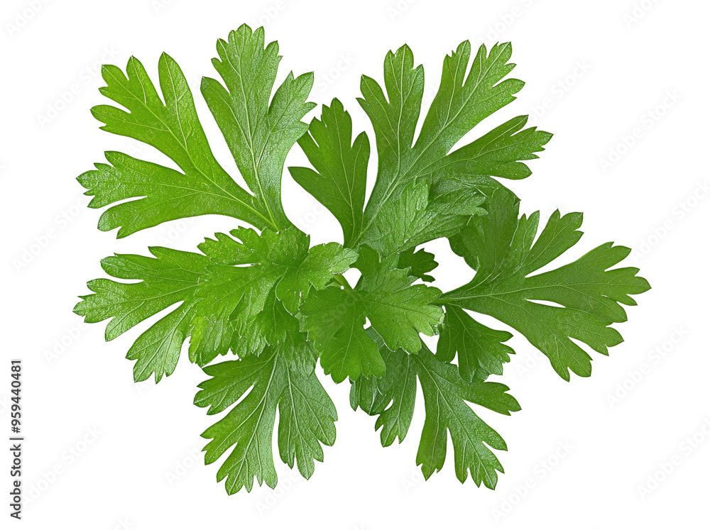 Fototapeta premium Parsley leaf isolated on transparent png