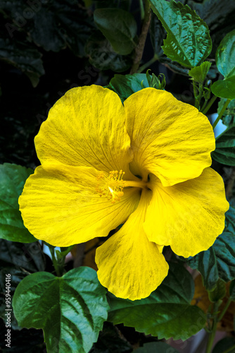 Yellow hibiscus flower photo