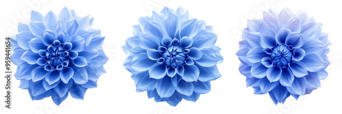 Blue Dahlia flower the tuberous garden plant isolated on white background with clipping path, blue Dahlia is a symbol of a new beginning and a new chapter. photo