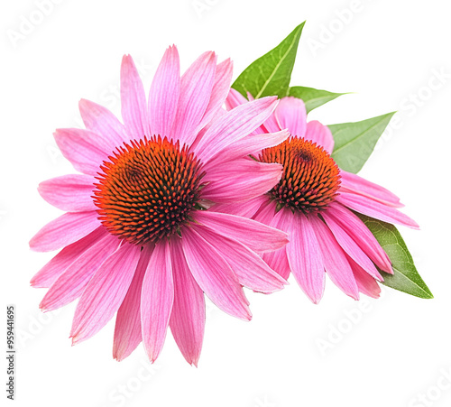 Echinacea flowers closeup isolated on white background