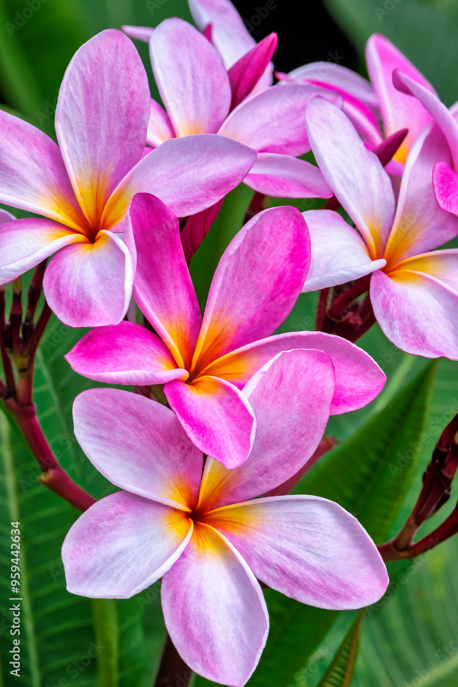 Pink plumeria, Frangipani Pink plumeria, Frangipani