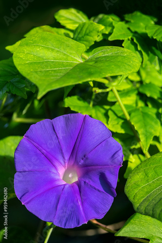 Purple morning glory photo