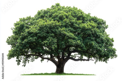 A large, mature tree with lush green foliage and a thick trunk stands tall against a white background.