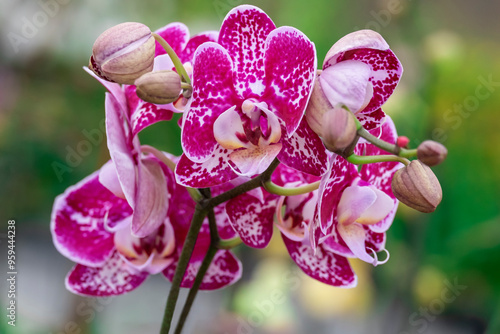 Magenta Speckled moth Orchid photo