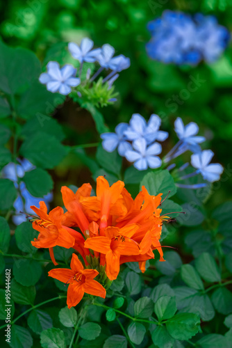 Cape Honeysuckle and plumbago in garden