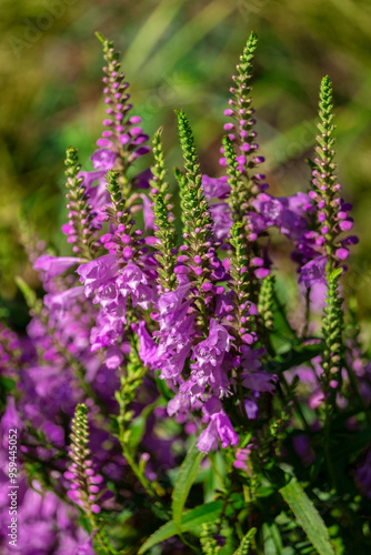 Obedient Plant