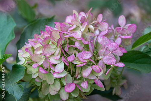 Mophead Hydrangea