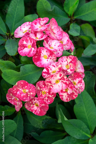 Crown of thorns plant photo