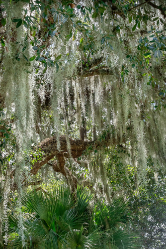 Spanish moss on a live oak tree