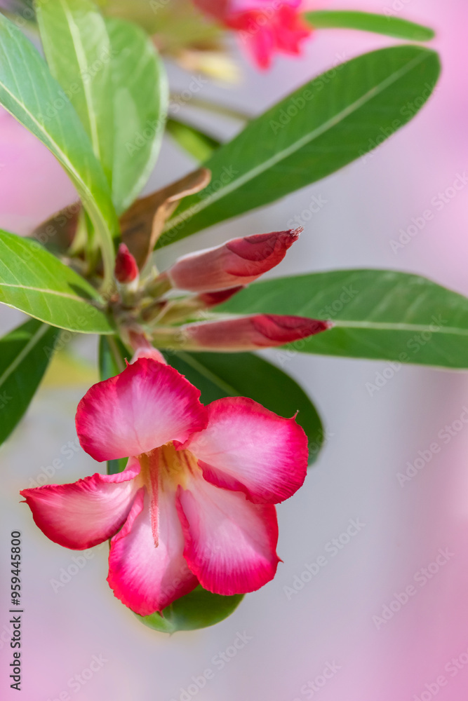 Desert rose plant