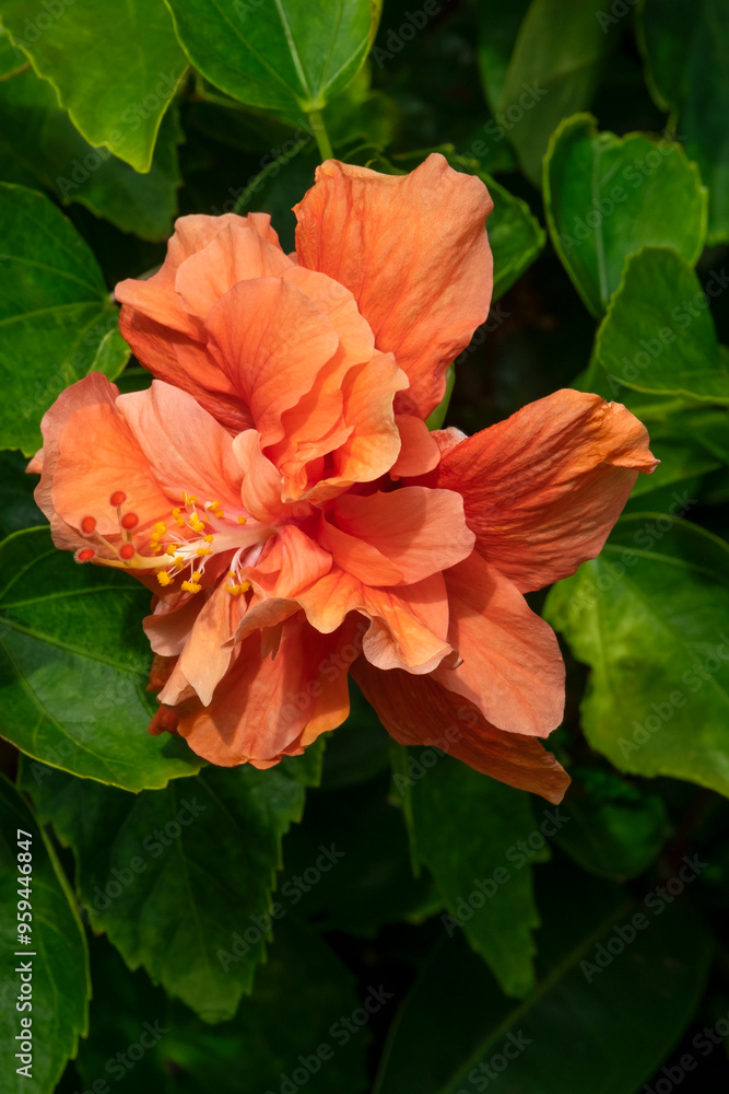 Orange double ruffled Chinese hibiscus Orange double ruffled Chinese hibiscus