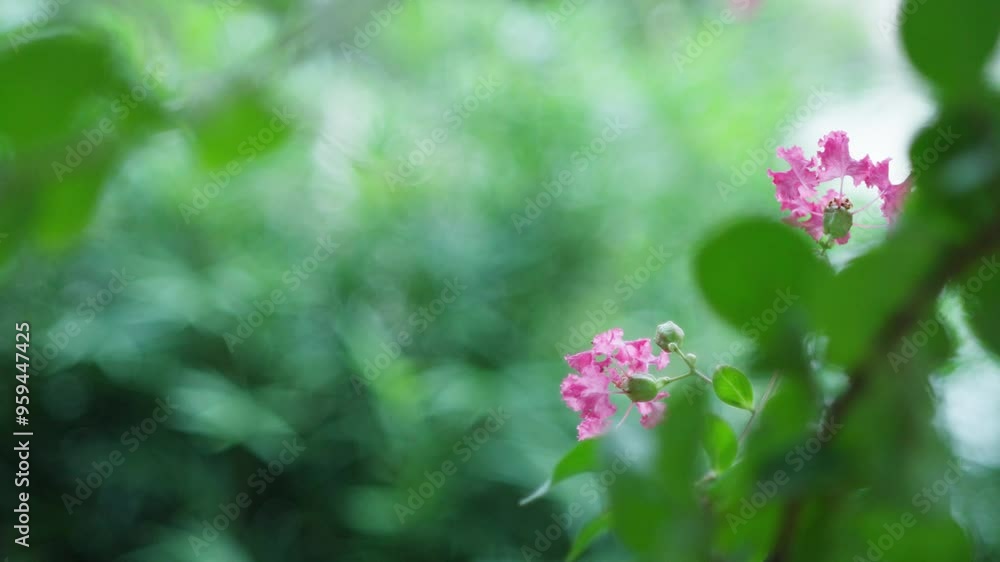 ピンクの花 ピンクの花