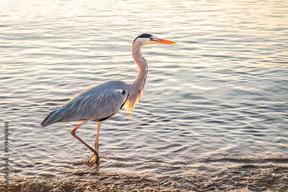 Naklejka premium A heron hunting in the sea. Grey heron on the hunt
