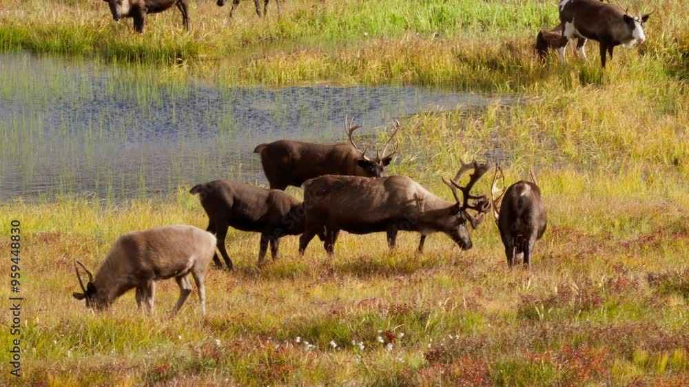 Large reindeer eat grass in a pasture Large reindeer eat grass in a pasture