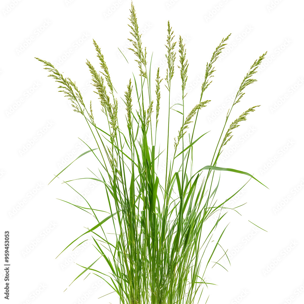 Naklejka premium Grass isolated on transparent background