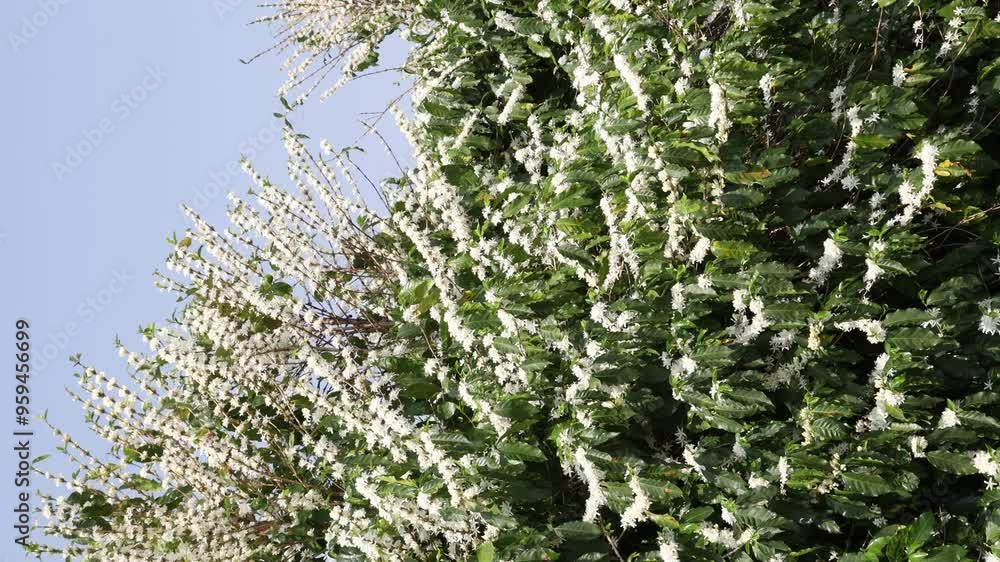 white flowers in the coffee plantation. Coffee flowering. white flowers in the coffee plantation. Coffee flowering.