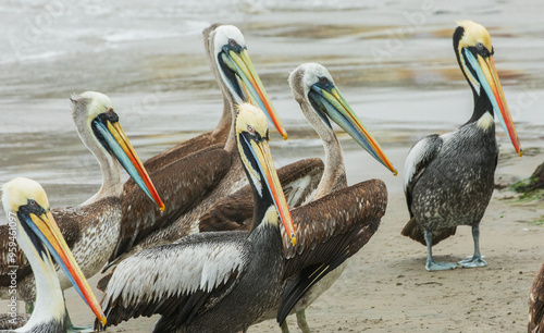 Peruvian pelicans loiter on the beach near Lima, Peru photo