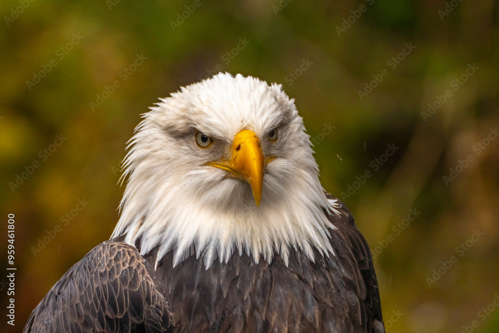 USA, Alaska, Sitka, Alaska Raptor Center. Captive bald eagle. USA, Alaska, Sitka, Alaska Raptor Center. Captive bald eagle.