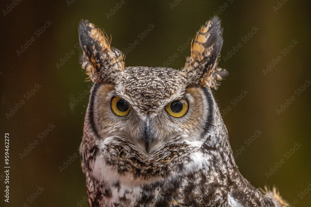 USA, Alaska, Sitka, Alaska Raptor Center. Captive great horned owl close-up. USA, Alaska, Sitka, Alaska Raptor Center. Captive great horned owl close-up.