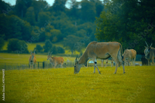 Deer - Different Breeds