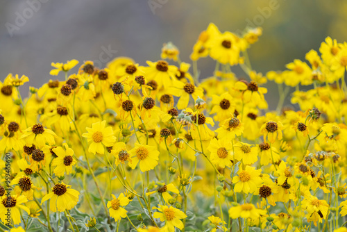 USA, Arizona, Picacho Peak State Park. Close-up of brittlebush flowers.  photo