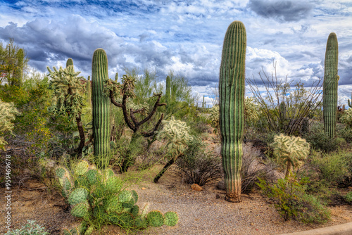 Wallpaper Mural Saguaro National Park around Tucson, Arizona. Torontodigital.ca