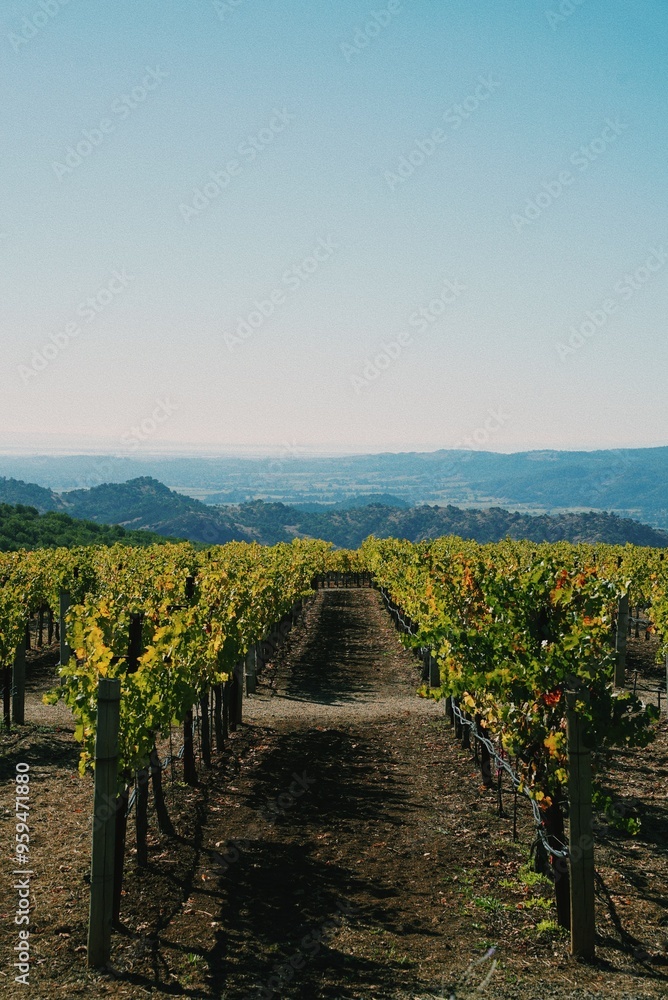 Fototapeta premium Vineyard