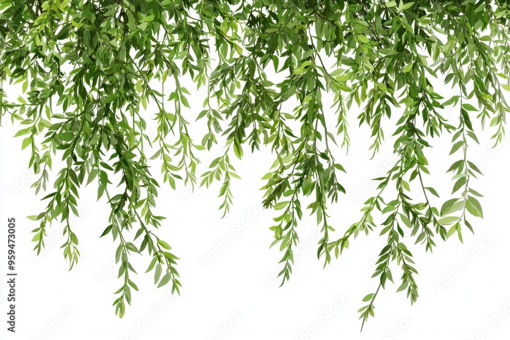 Willow tree branches hanging down Willow tree branches hanging down