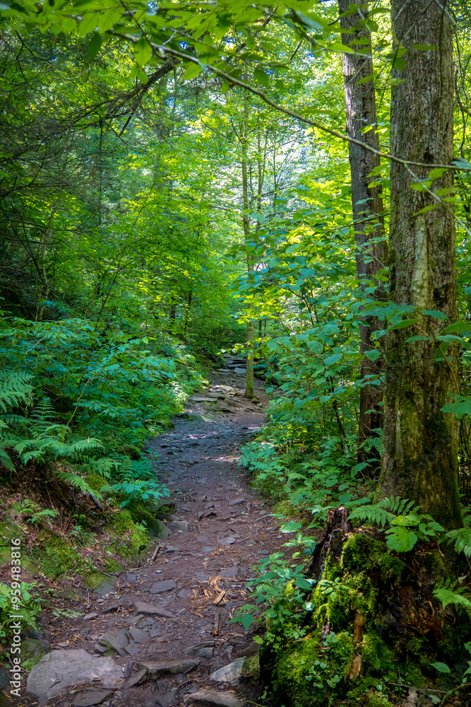 Obraz premium Walking trail in nature preserve of Delaware Water Gap National Recreation Area in Pennsylvania.