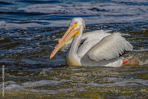USA, Colorado, Fort Collins. American white pelican in water. 