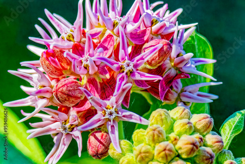 USA, Colorado, Fort Collins. Showy milkweed flowers close-up.  photo