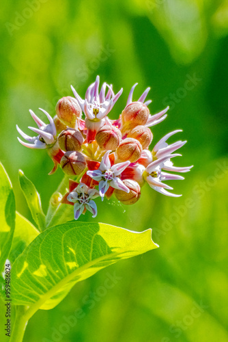 USA, Colorado, Fort Collins. Showy milkweed flowers close-up.  photo