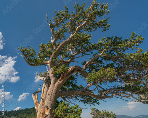 Ancient bristlecone pines, Mount Evans Wilderness Area, Colorado photo