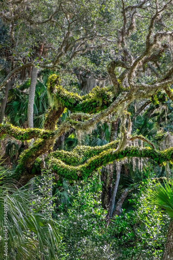 Live oak trees among palm trees, Florida Live oak trees among palm trees, Florida