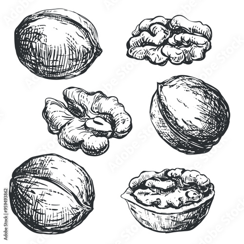 Hand drawn sketch of walnuts vector illustration. Set of open walnut kernel, whole walnut, shell sketch icon. Fresh organic food, oil. Black and white nut drawing. Isolated on white background.