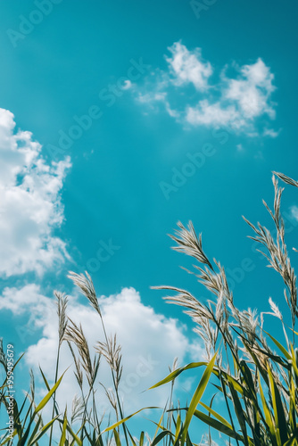 wheat field and sky, vertical backgrounds for poster, banner or flyer